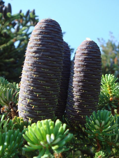 Abies koreana cone detail